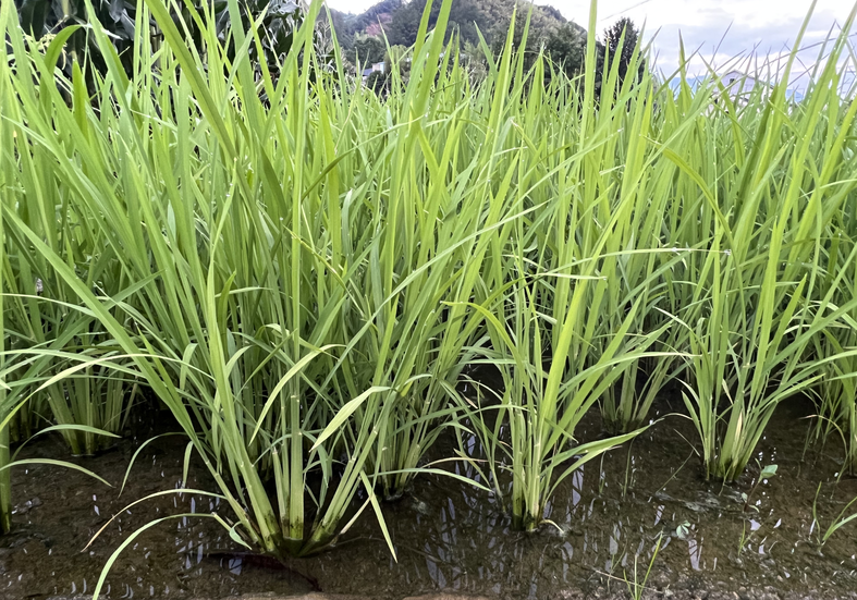 黑龍江省畜禽糞污資源化利用典型處理模式（模式一）