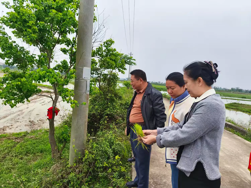 海口農(nóng)機(jī)安全監(jiān)理所開展水稻機(jī)插秧和農(nóng)機(jī)券使用推進(jìn)工作