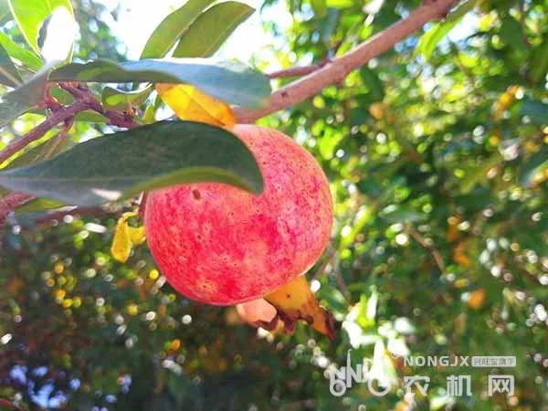 西安果業(yè)生產(chǎn)全程機械化技術推廣“田間日”活動在鄠邑成功舉辦