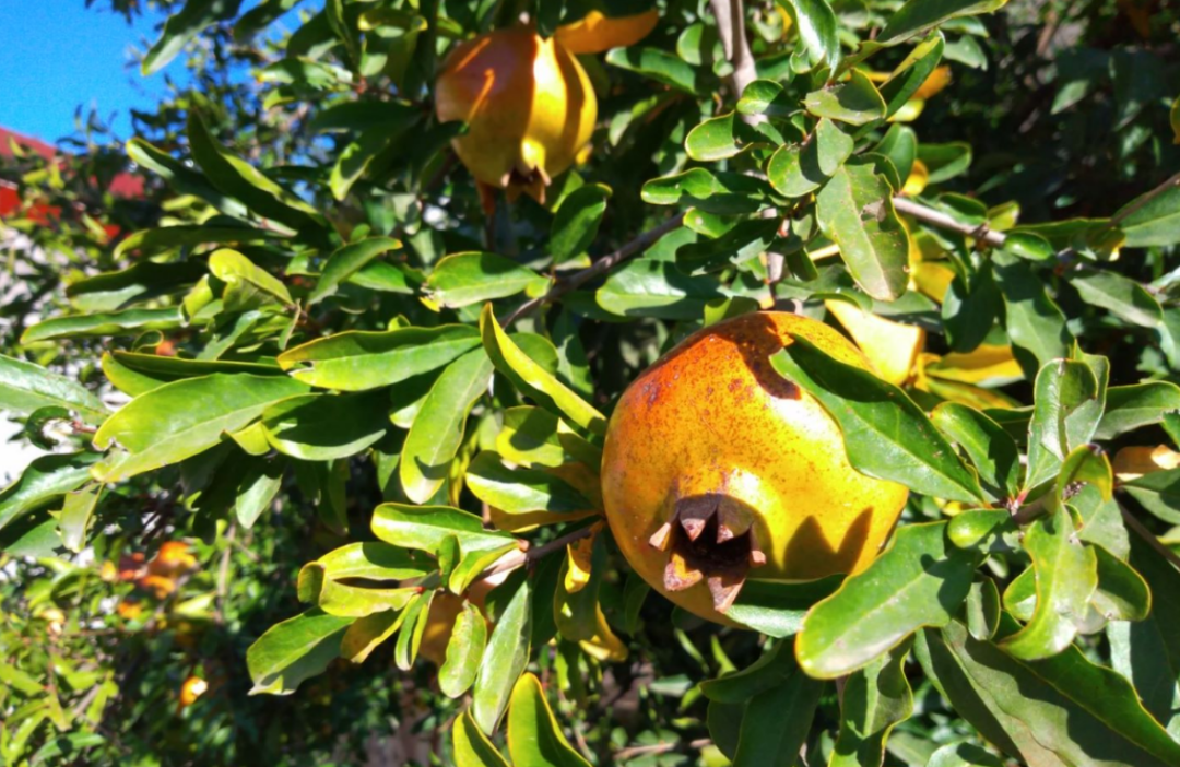 福州市印發《加快特色現代農業發展十條措施》