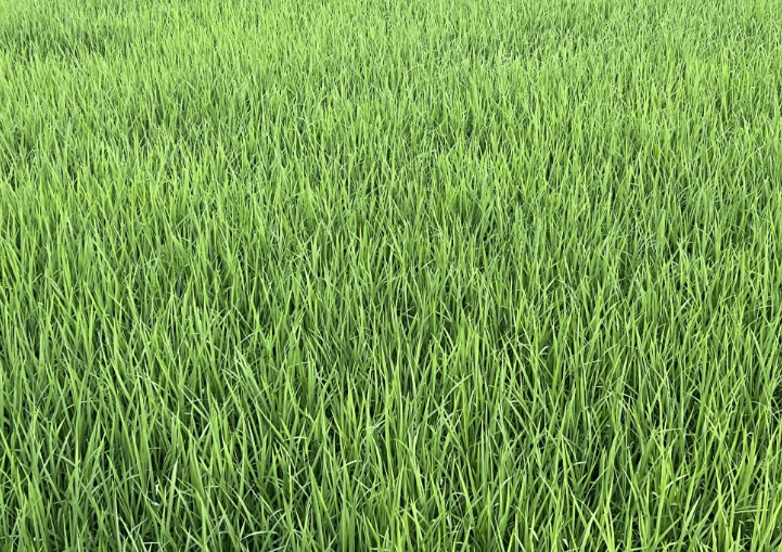 全国农技中心关于印发《增施有机肥促进规模主体单产提升实施方案》的通知