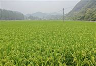 昆明市呈貢區(qū)農(nóng)業(yè)農(nóng)村局為租地農(nóng)戶送上農(nóng)機購置補貼政策“及時雨”