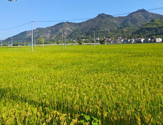 關(guān)于2024年度第二批農(nóng)機(jī)安全生產(chǎn)領(lǐng)域典型執(zhí)法案例的通報(bào)