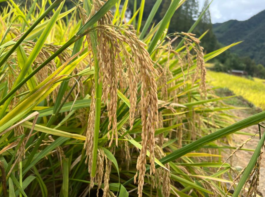 翼城县：谷子全程机械化作业补助项目圆满完成