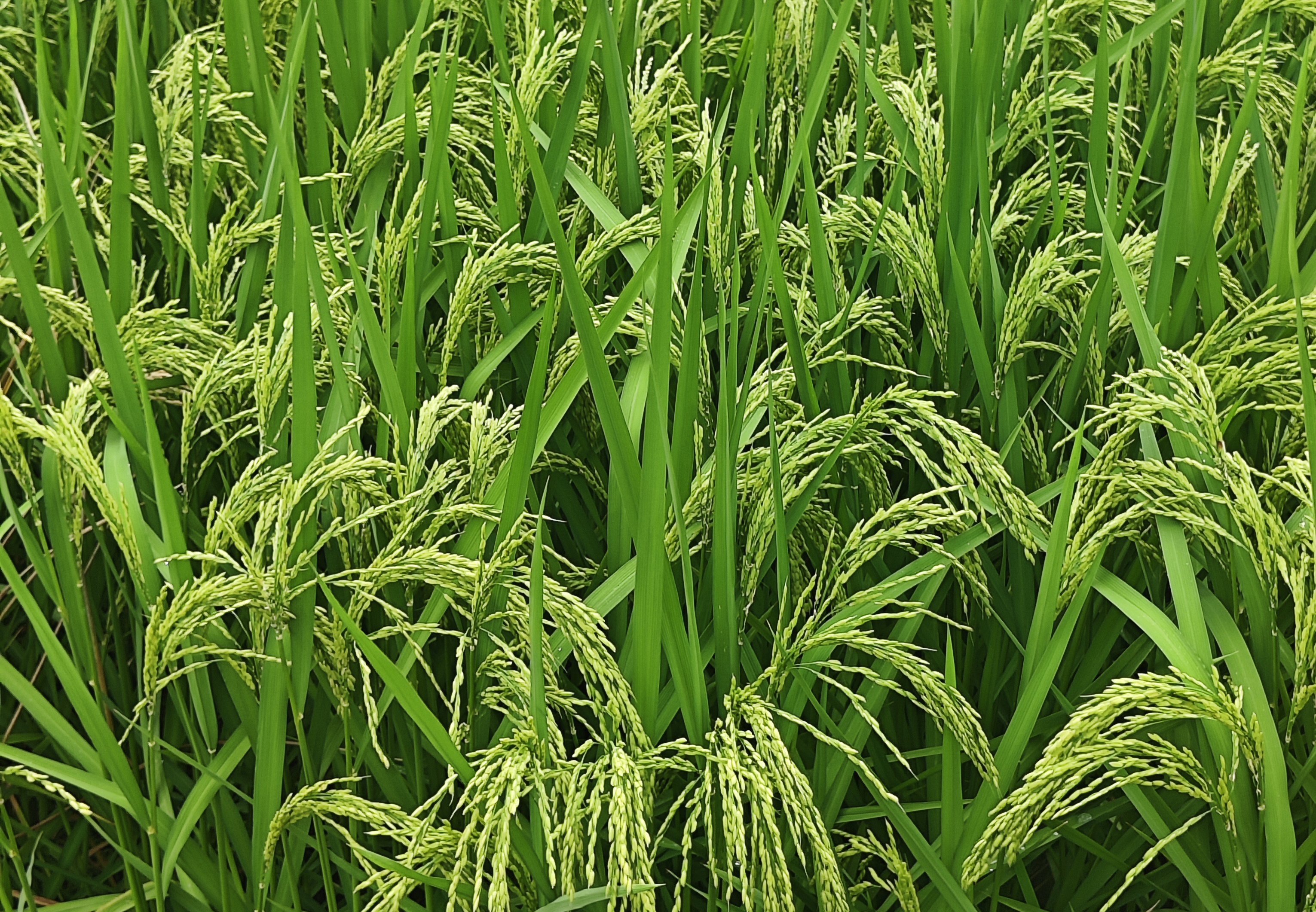 大发体育场发布推介2026年黑龙江省农业主推技术的通知