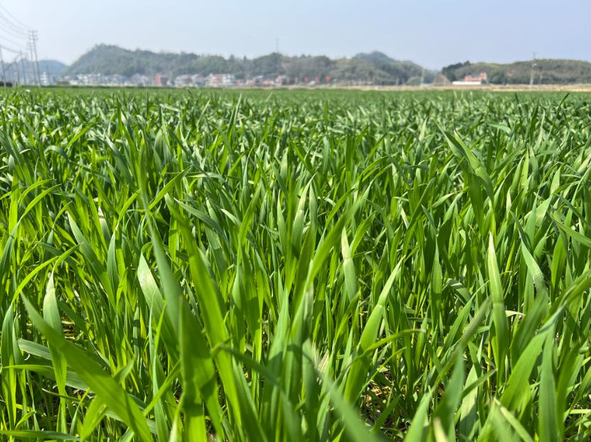 農業農村部派出5個工作組和科技小分隊赴春季農業生產一線開展指導服務