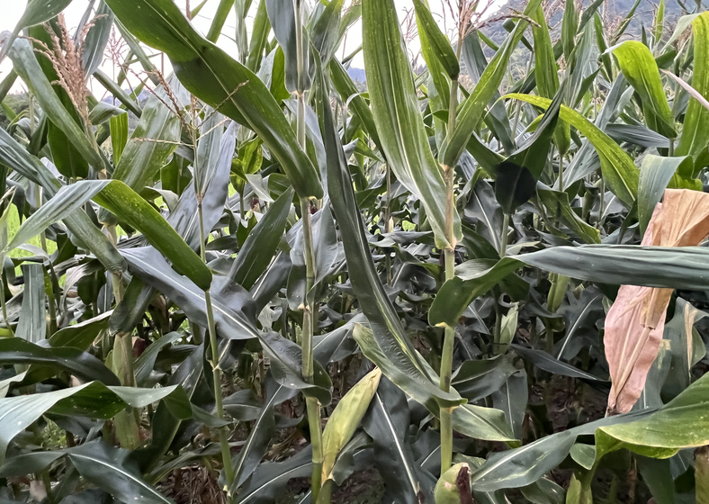 實用技術送田間：臨夏農機中心舉辦玉米機械化植保作業示范演示活動