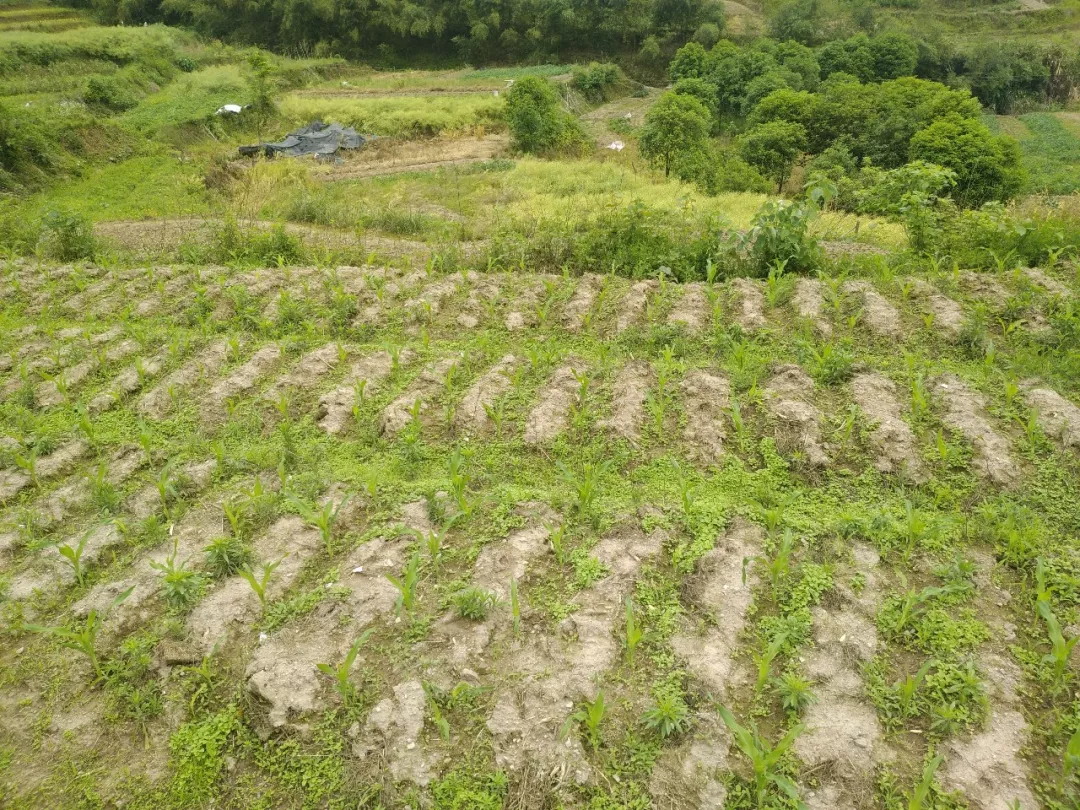灵武秋季农用残膜回收拉开序幕 机械化作业筑牢绿色农田防线